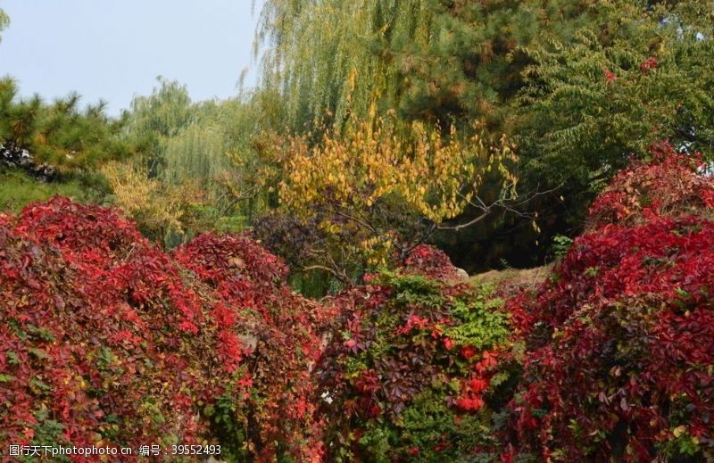 植物景观红叶风景图片