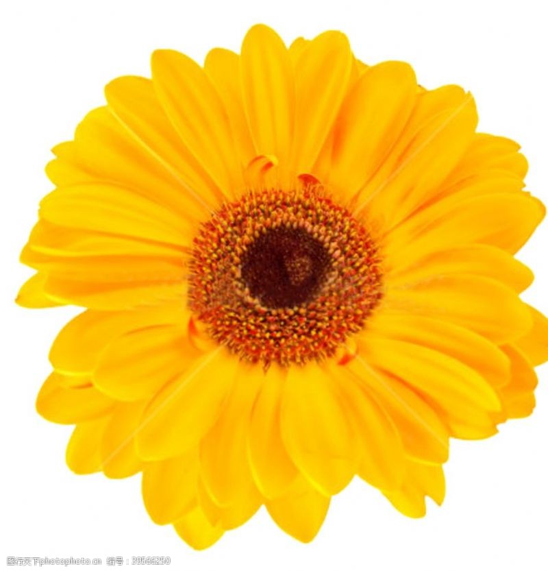 花瓣黄色菊花图片