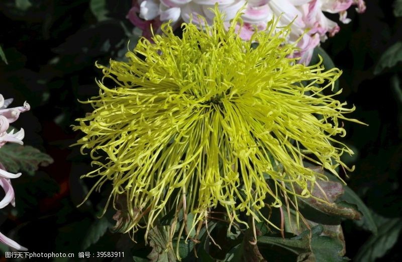 天坛菊花图片
