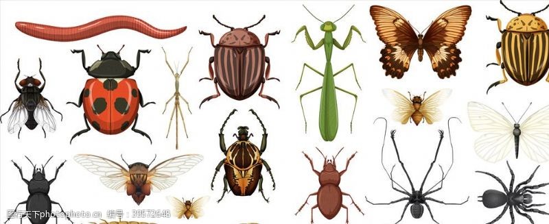 蟑螂昆虫集合图片