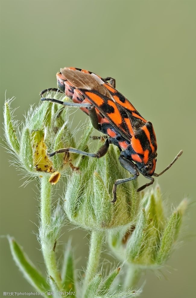 季节昆虫图片