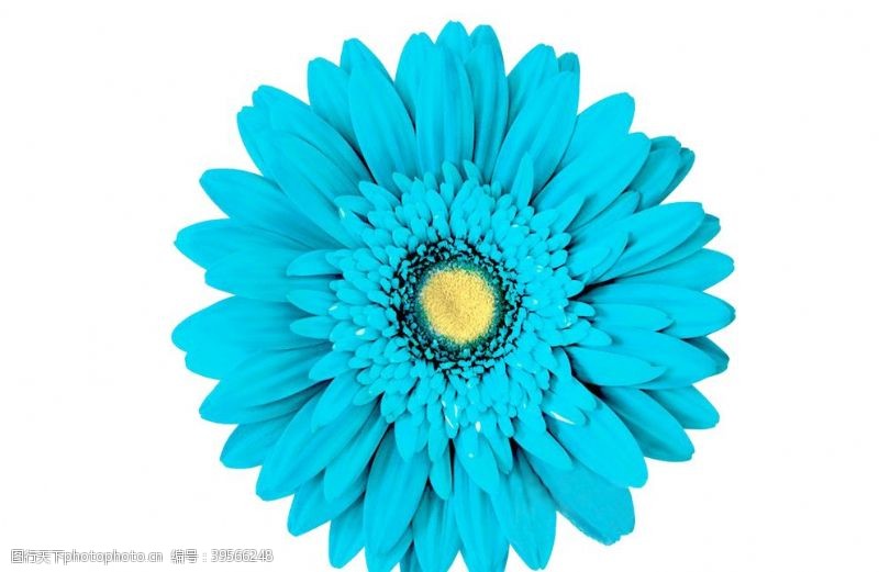 花瓣蓝色菊花图片