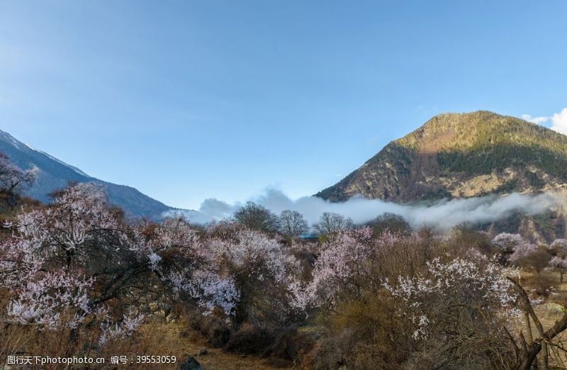 仙桃林芝图片