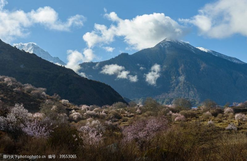 草原野花林芝图片