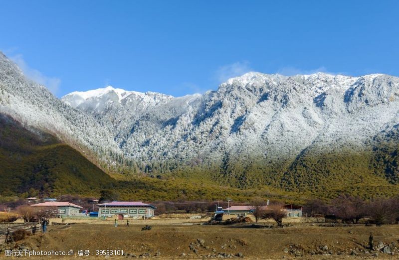 草原野花林芝图片