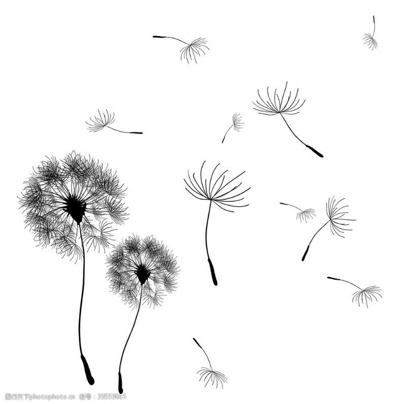 韩国花纹花卉蒲公英图片