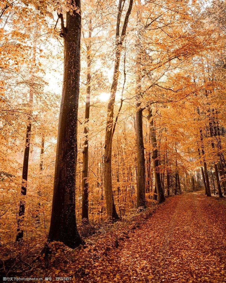 落叶背景森林图片