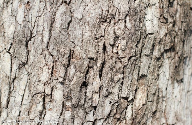 木贴皮树皮纹理图片