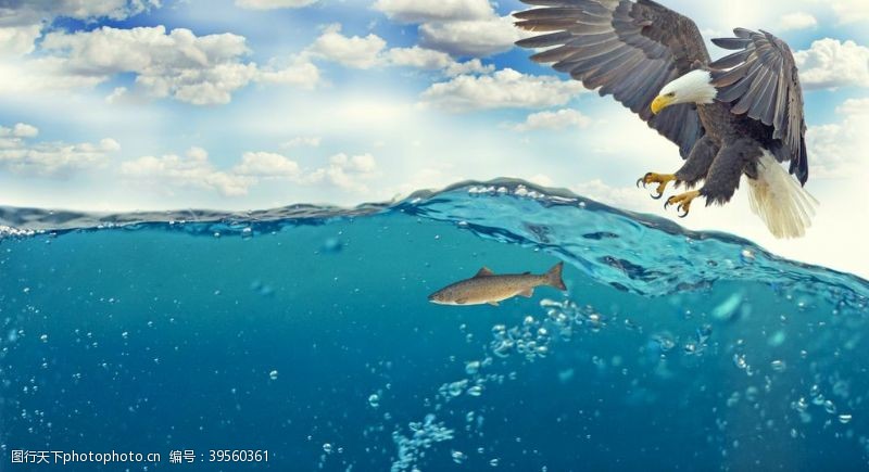 海洋游泳主题秃鹰鱼白尾鹰阿德勒图片