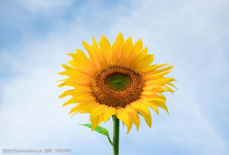 花卉素材向日葵特写图片