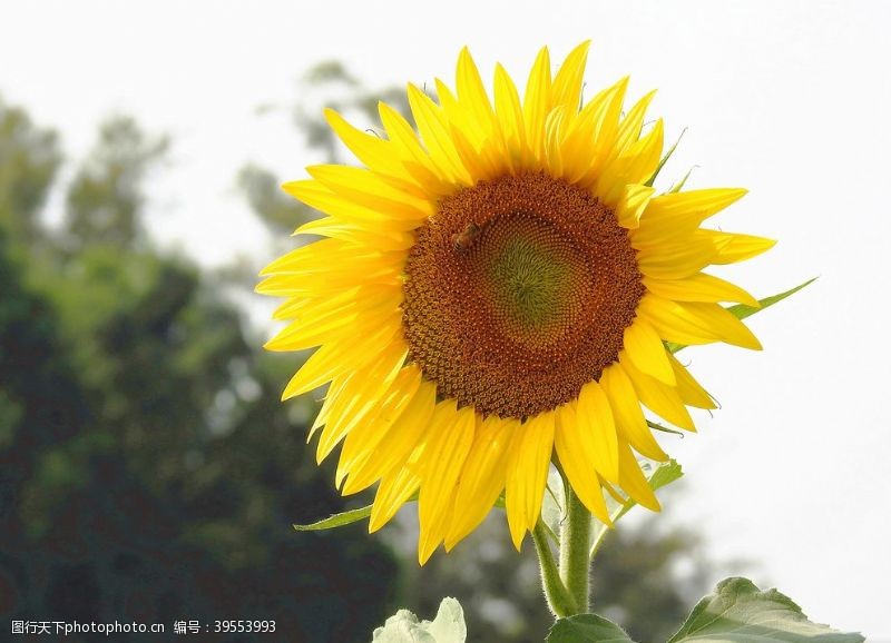 花卉素材向日葵图片