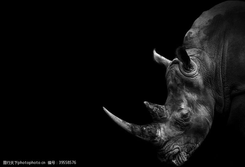 墙壁犀牛独角动物背景装饰画图片