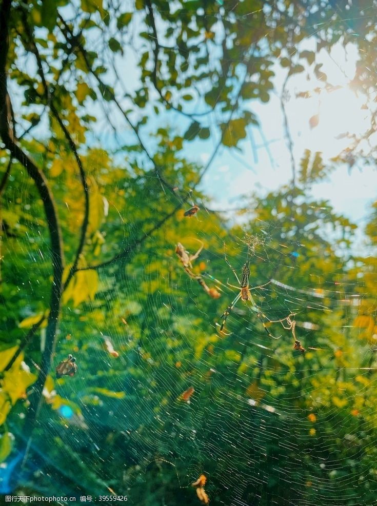 蜘蛛网阳光光线图片