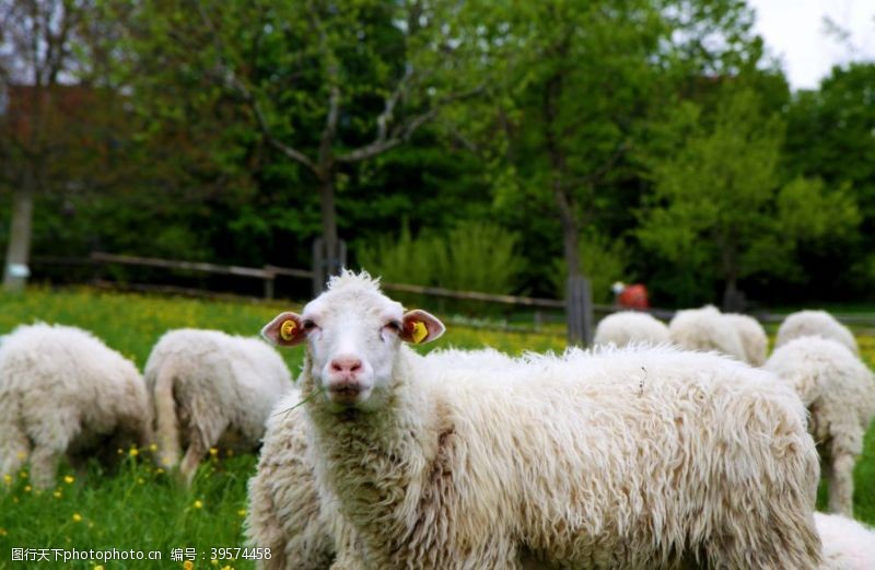 养殖户羊群图片