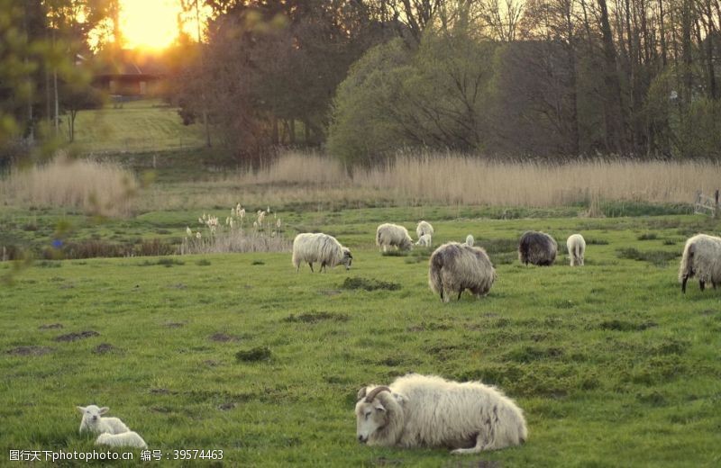 放牧羊群图片