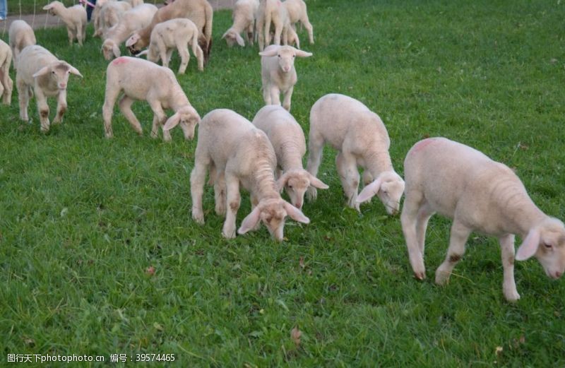 放羊羊群图片