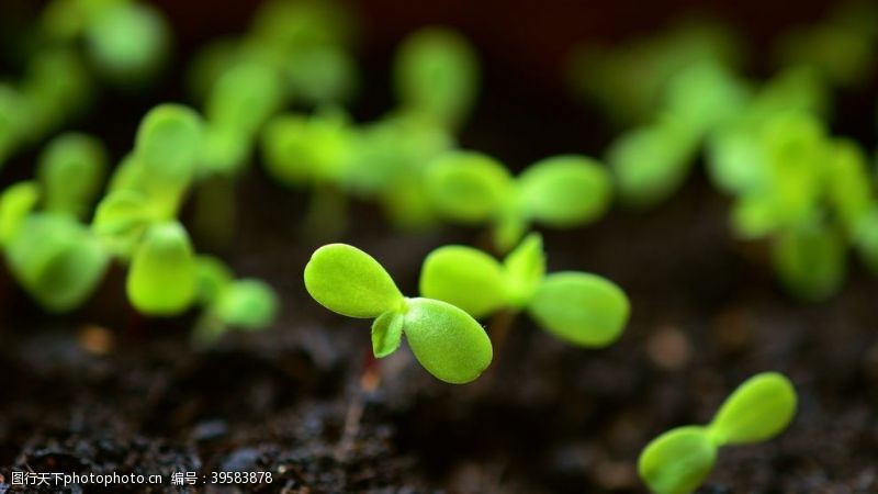 绿豆芽幼苗图片