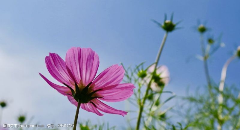 樱桃产地波斯菊图片