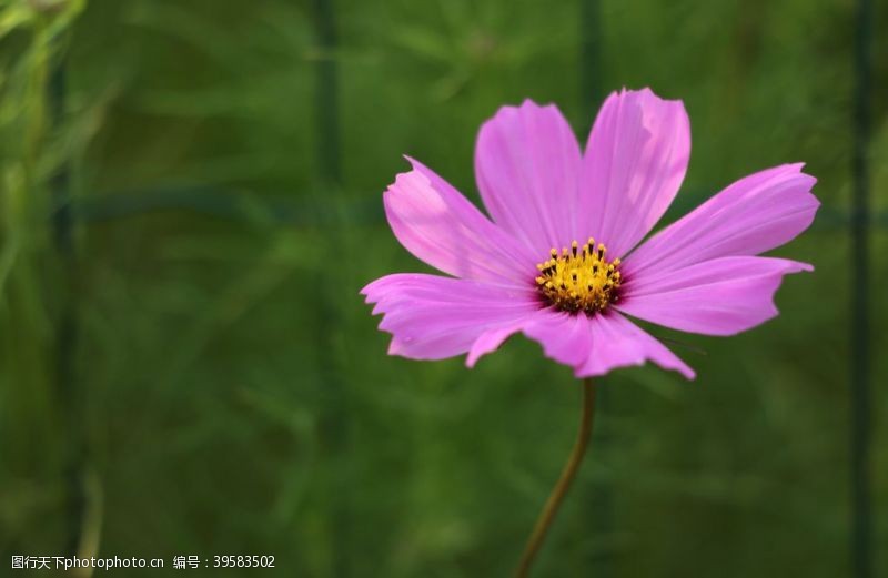 樱桃产地波斯菊图片