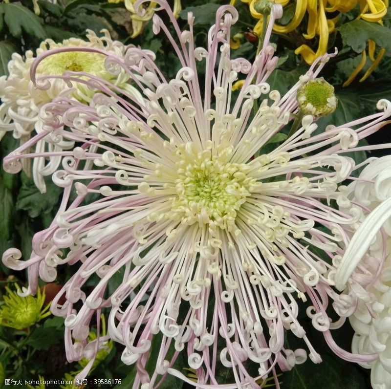 奇丽龙淡紫色菊花图片