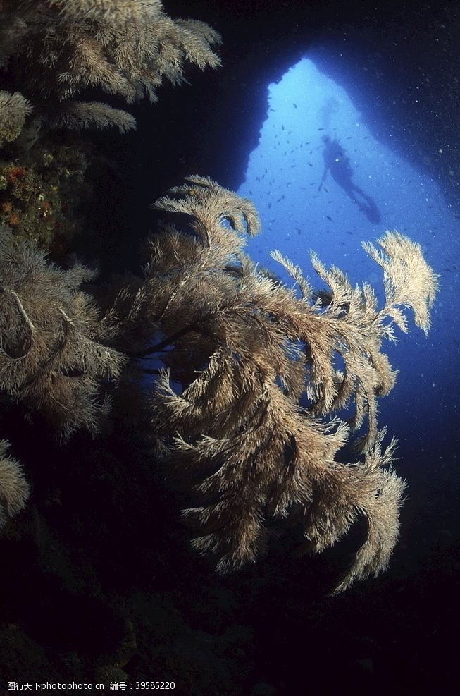 水族世界海底世界图片