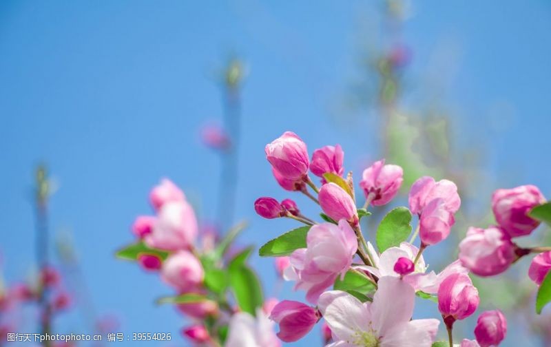 秋海棠海棠花图片