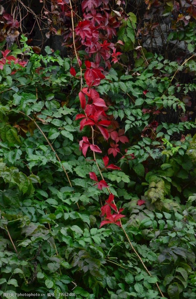 植物景观红叶风景图片