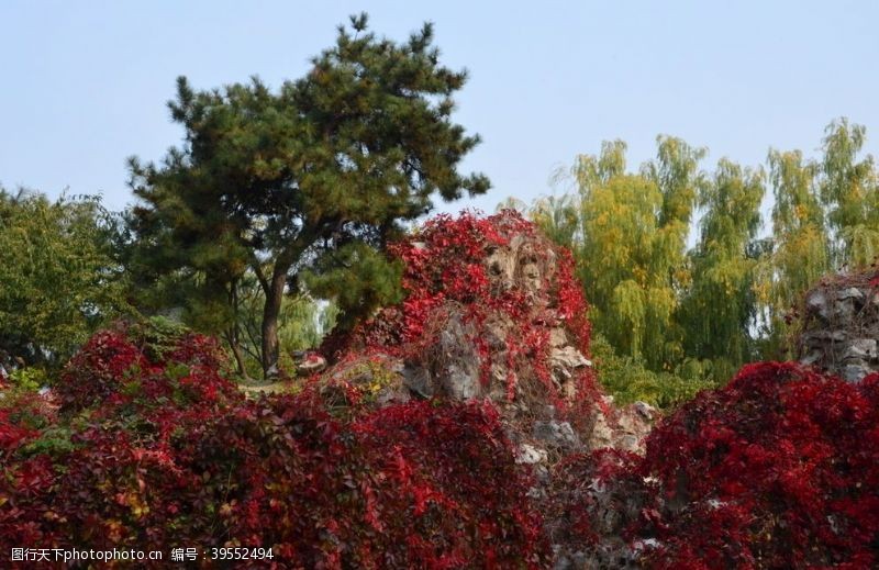 植物景观红叶风景图片