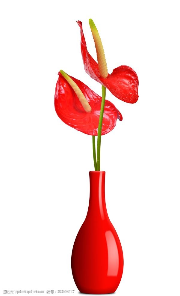 暖春红掌花瓶图片