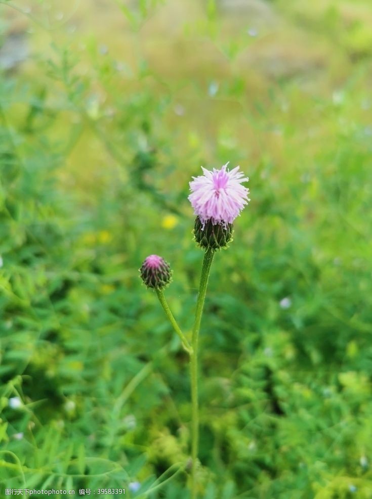 蒲公英花蕾图片