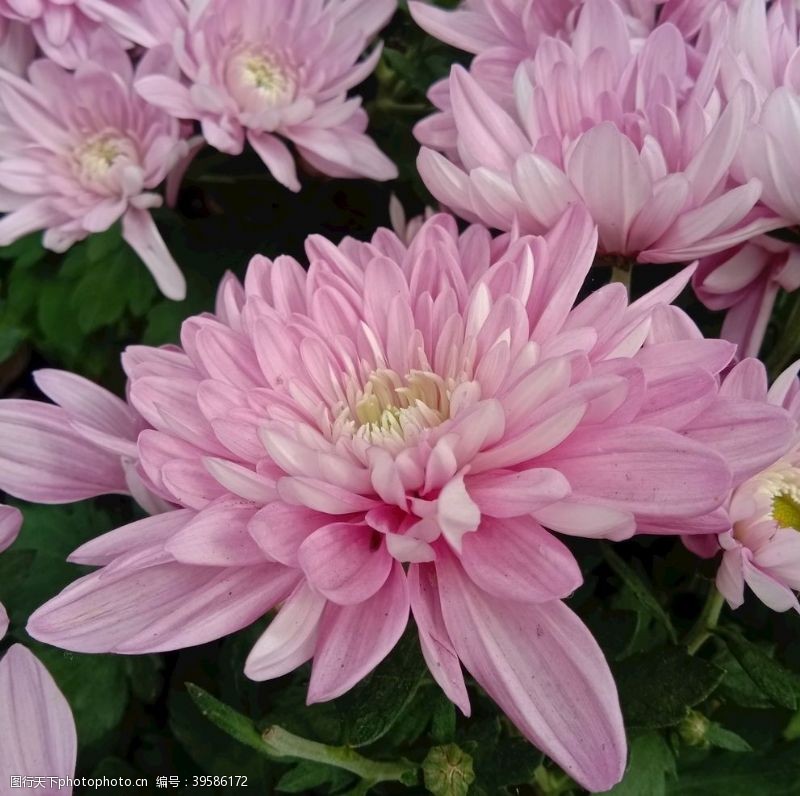 奇丽龙花团锦簇粉色菊花图片