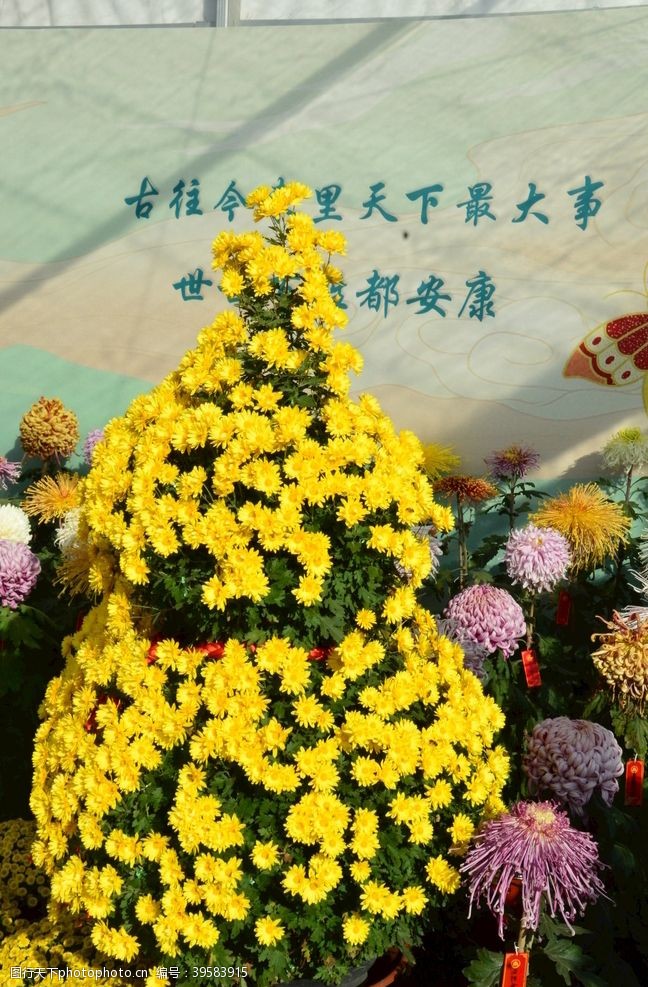 天坛菊花图片