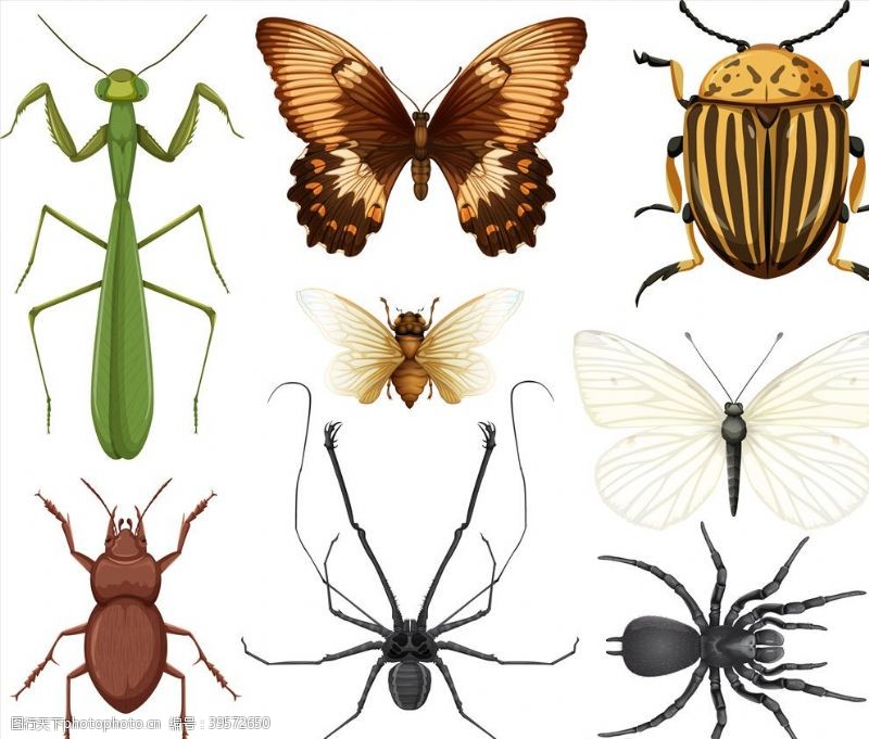 蟑螂昆虫集合图片