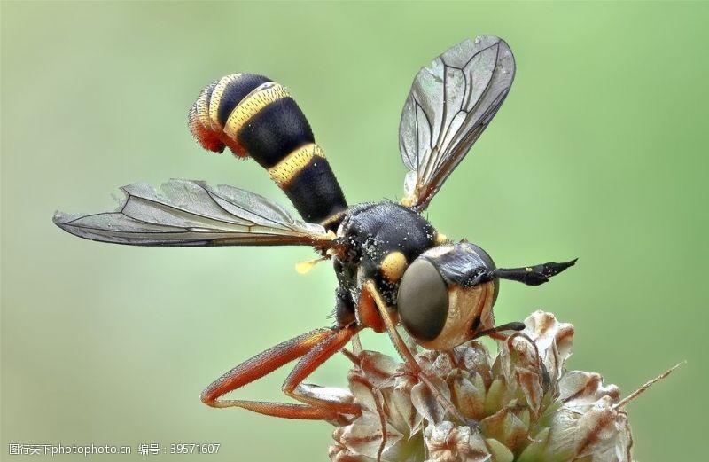 爱护大自然昆虫图片