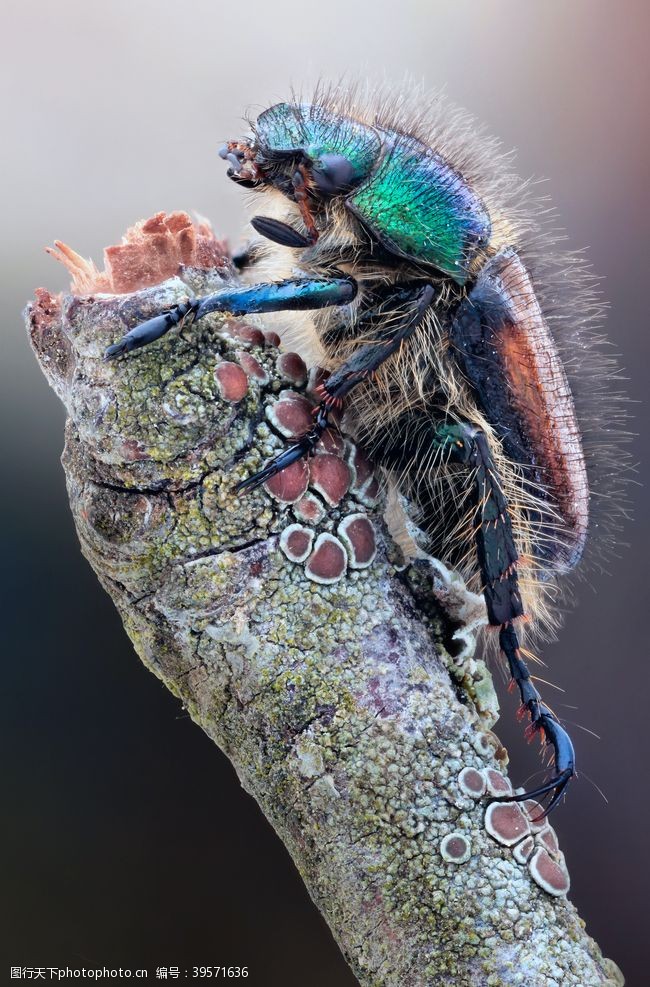 爱护大自然昆虫图片