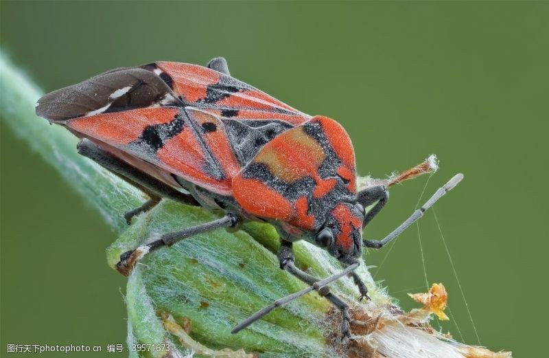 季节昆虫图片