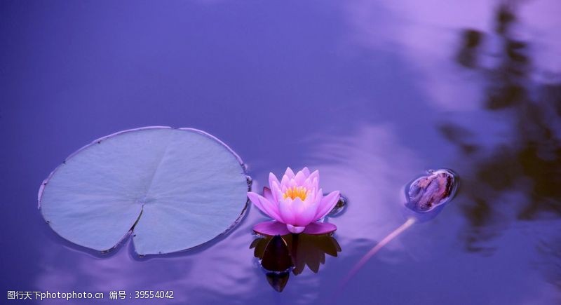 花瓣莲花图片