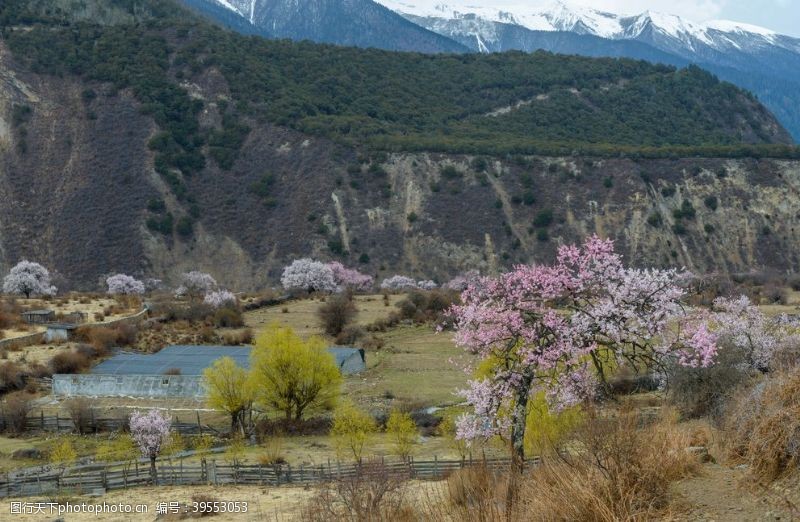 草原野花林芝图片