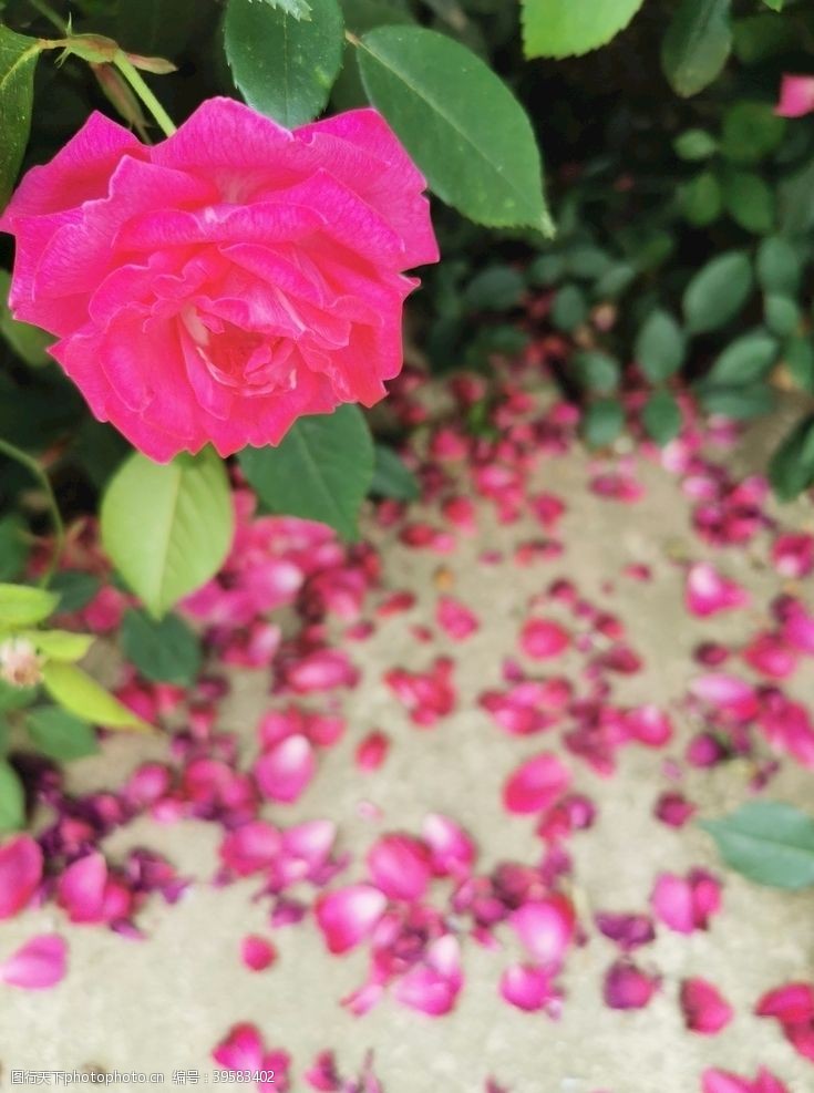 七月七玫瑰花瓣图片