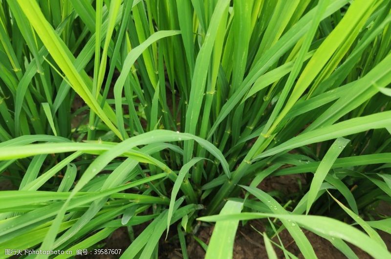 稻谷稻米水稻图片