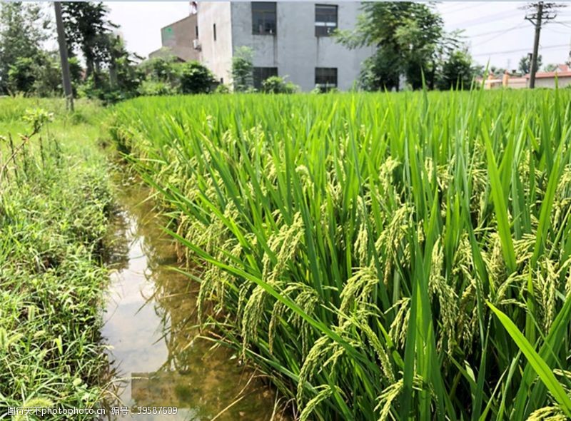 稻谷稻米水稻图片