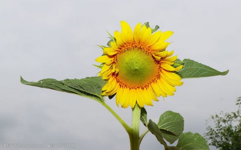 花卉素材向日葵花图片