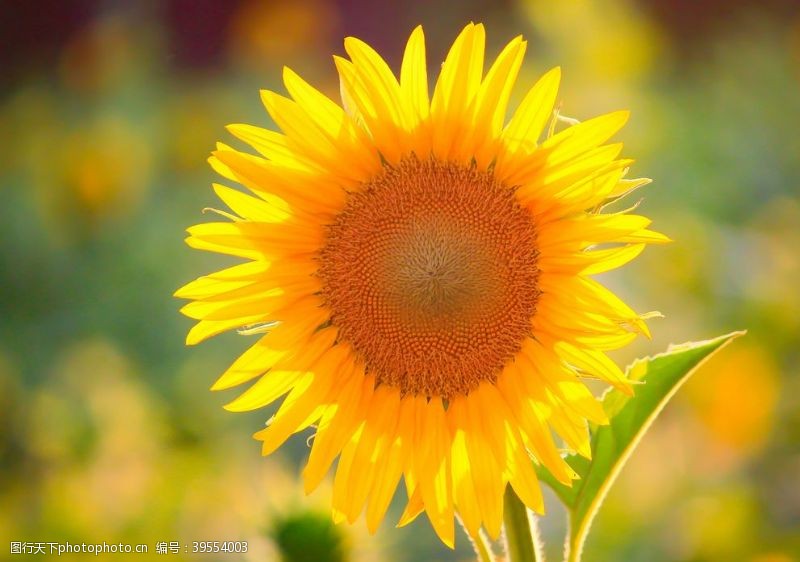花卉素材向日葵花图片
