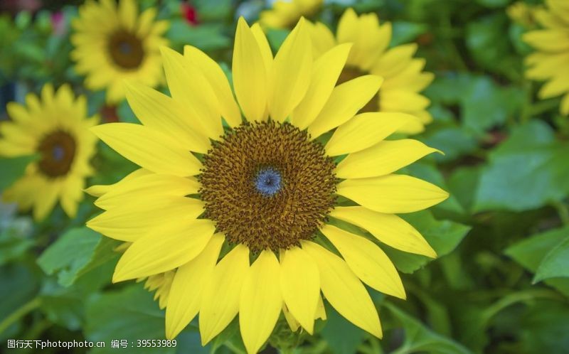花卉素材向日葵图片