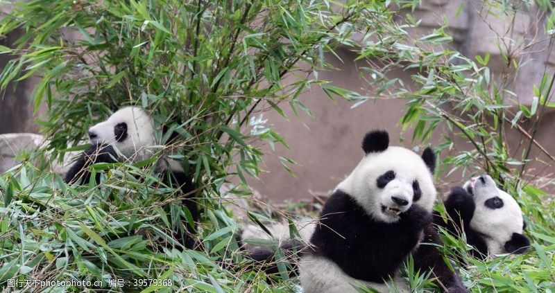 玩耍熊猫吃竹子图片