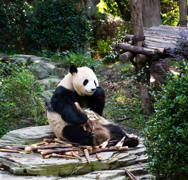 玩耍熊猫摄影图片