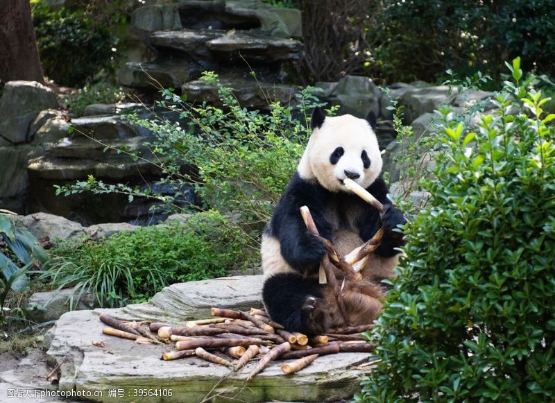 玩耍熊猫照片图片