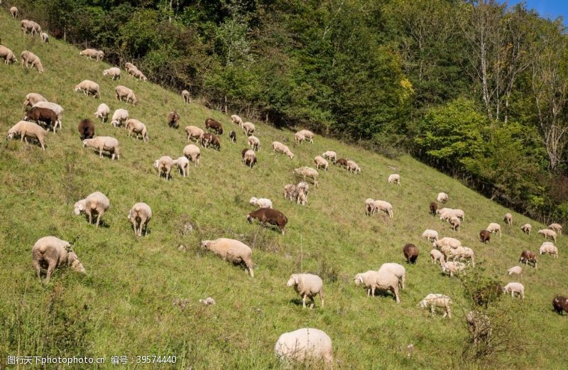 放牧羊群图片
