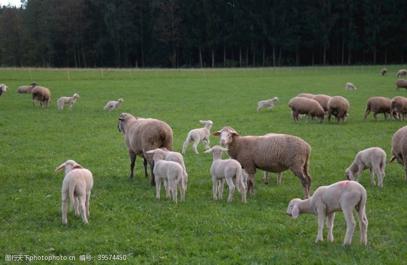牧羊羊群图片