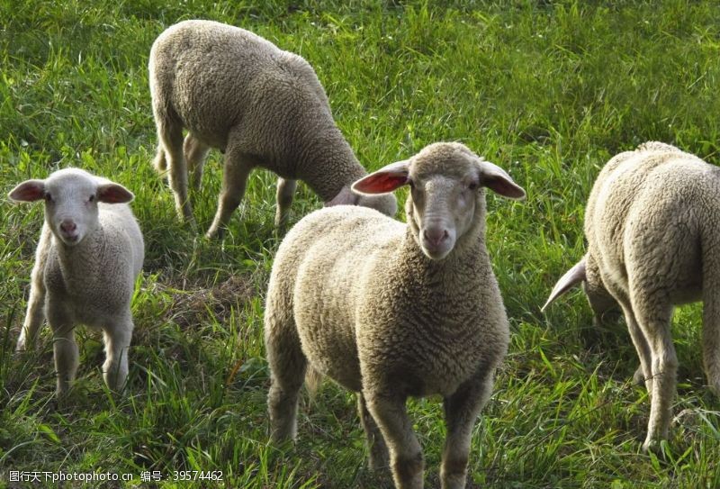 养殖户羊群图片